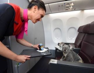 비행기에 탄 동물들 모음