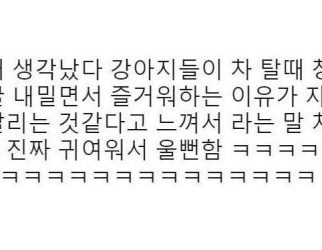 차에서 강아지들 창밖으로 고개 내미는 이유